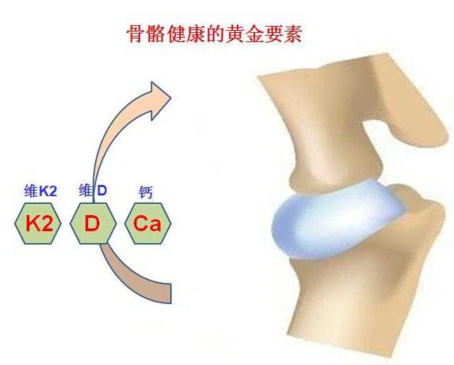 超声骨密度检测仪厂家分析钙对骨骼健康的重要性