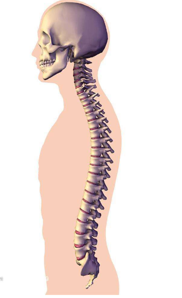 超声骨密度仪厂家详述脊柱骨骼破坏的症状