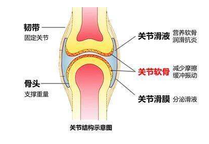 超声骨密度检测仪厂家告诉骨密度检测的适应症