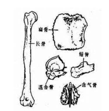 超声骨密度仪生产厂家关于骨硬化症状的分析