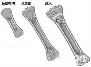 骨密度检测仪给孩子测骨龄的意义 骨密度检测仪给孩子测骨龄的意义