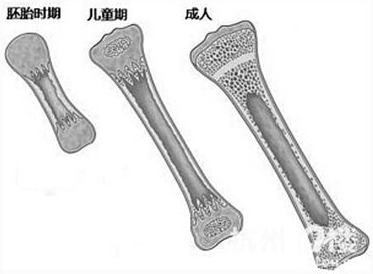 骨密度检测仪给孩子测骨龄的意义