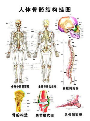骨密度测量仪关注骨骼健康:认识骨骼的剖析 骨密度测量仪关注骨骼健康:认识骨骼的剖析