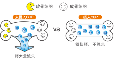 骨密度检测仪厂家国康报道鉴定出一种新的骨密度调节因子 骨密度检测仪厂家国康报道鉴定出一种新的骨密度调节因子